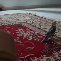 عروس هلندی