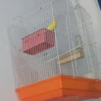 مرغ عشق باقفس