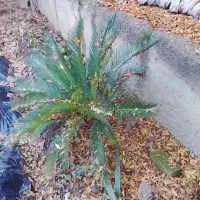 تعدادی گل گلدانی وداخل حیاط