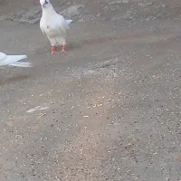 کبوترم گم شده