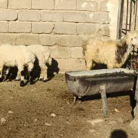 بره سبک|حیوانات مزرعه|شیراز, علی آباد|دیوار