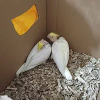 پچه عروس هلندی|پرنده|لردگان, |دیوار