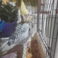 عروس هلندی نر رام