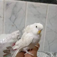 مرغ عشق پروانه ای دستی