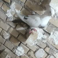 ماده دم قهوی