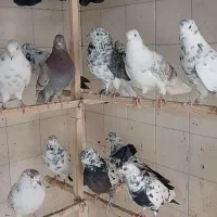 کبوتر.کفتر.شهرستانی (زوردار)|پرنده|کرمانشاه, |دیوار