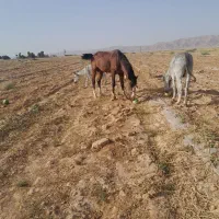 اسب|اسب و تجهیزات اسب‌سواری|شوشتر, |دیوار