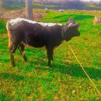 فروش گوساله ماده