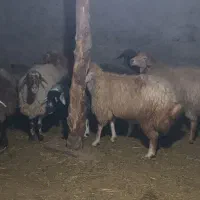 شش عدد گوسفند جوان چفتی ۳۴ملیون|حیوانات مزرعه|هوراند, |دیوار