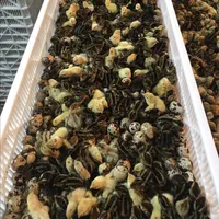 فروش جوجه بلدرچین یکروزه ومولد تخمگذار