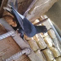 سیاه دم‌ سفید نر