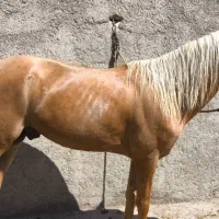 اسب سمند کره . مادیون . نریون