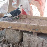 تعدادی کبوتر گرفتنی|پرنده|شیراز, کرونی(خاتونک)|دیوار