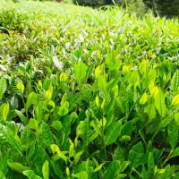 زمین باغی ۹۰۰۰ متری|فروش زمین و ملک کلنگی|لنگرود, |دیوار