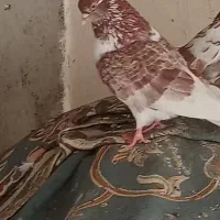 کفتر گمشده مژدگانی داده میشع