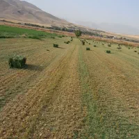 یونجه