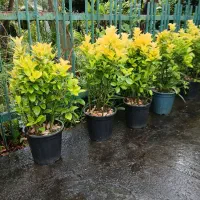 شمشاد طلایی ۵ساله