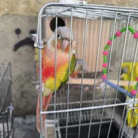 12جفت طوطی گرینجک ردفاکتوری