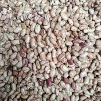 لوبیا|خوردنی و آشامیدنی|فاضل آباد, |دیوار