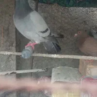 سرور سفید سبز