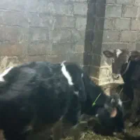 گوساله نر|حیوانات مزرعه|نظر کهریزی, |دیوار