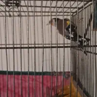 سره  نر جوجه قفس