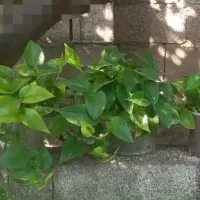 گل پتوس