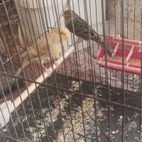 فروش سه عدد ماده قناری|پرنده|اهواز, منازل سپاه|دیوار