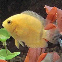 ماهی آکواریومی سورم