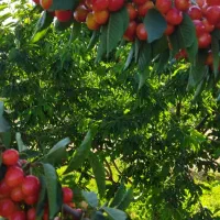 550متر باغ درختان بادام و گردو در پل زمان خان|فروش زمین و ملک کلنگی|شاهین‌شهر, مخابرات (شهید بهشتی)|دیوار