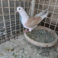 ساوه