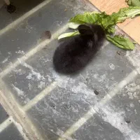 بچه خرگوش لوپی خشوک