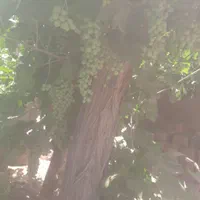 آبغوره درجه یک طبیعی|خوردنی و آشامیدنی|تهران, خلیج فارس|دیوار