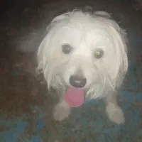 سگ معاوضه با پرنده یا چیزی به دردم بخوره