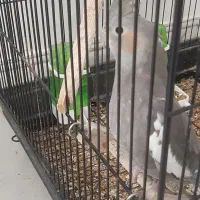 عروس هلندی|پرنده|رشت, پل تالشان|دیوار