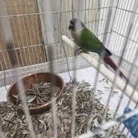 گیرینچیک دوعدد یکی اهلی یک وحشی|پرنده|بومهن, |دیوار