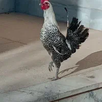 خروس نژاد ((براکل ))جوان