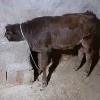 گوساله شیری|حیوانات مزرعه|ایذه, |دیوار