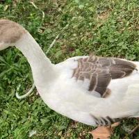 محصولات سوادکوه ارگانیک مرغ و خروس و غاز و تخم مرغ