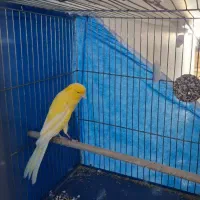 ماده کشیده بلند شاخص.اماده جفت.5 تخمه