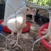 تخم نطفه دار آبی سبز زیتونی ارکانا و کرم قهوه ایام|حیوانات مزرعه|شیراز, کاراندیش|دیوار