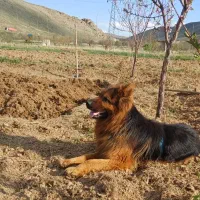 واگذاری سگ ژرمن شپرد