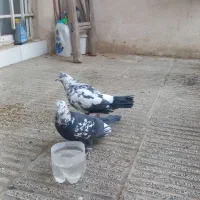 یه‌جفت‌کبوترسوسکی‌سبز