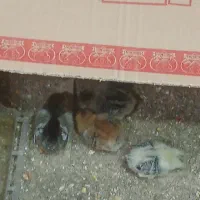 ۴عددجوجه محلی یک ماهه