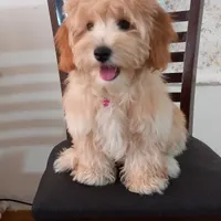 سگ نژاد پودل کراس ۴ ماهه