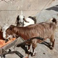 ۲بزآبستن +بزغاله های سالم و چاق+بز نر جوان وچاق|حیوانات مزرعه|دالاهو, |دیوار