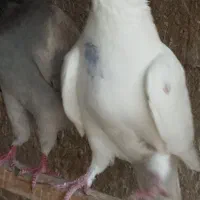 کبوتر پرشی