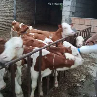 فروش 100راس گوساله نر سیمینتال وهلشتاین|حیوانات مزرعه|سیوان, |دیوار