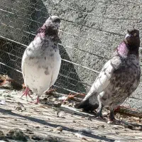 کبوتر  دوتا کله سرخ دمسیا
