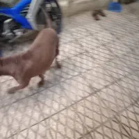 سگ بیت بول|سگ|تهران, هاشمی|دیوار